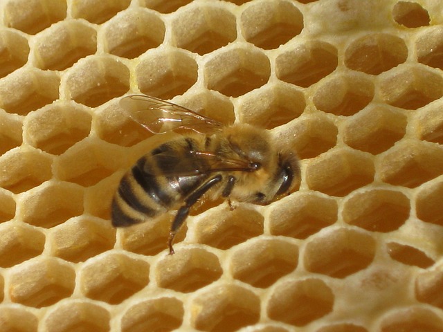 propolis